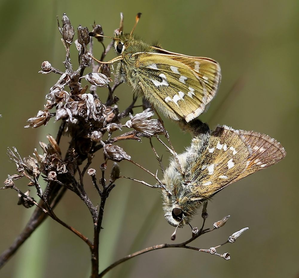 Hesperia comma