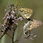 Hesperia comma