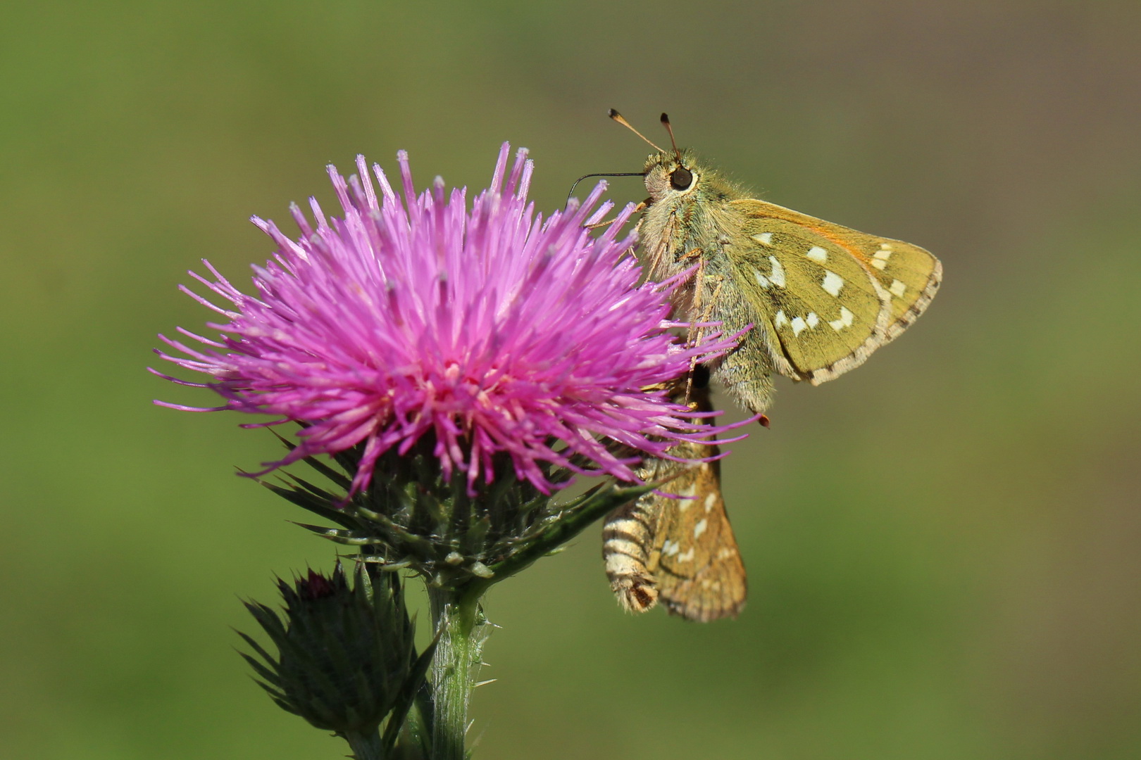 Hesperia comma