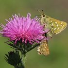 Hesperia comma