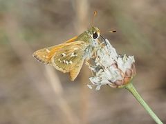 Hesperia comma