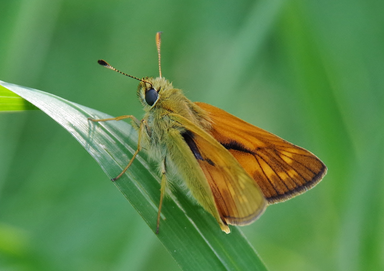 Hesperia comma . . .