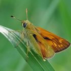 Hesperia comma . . .