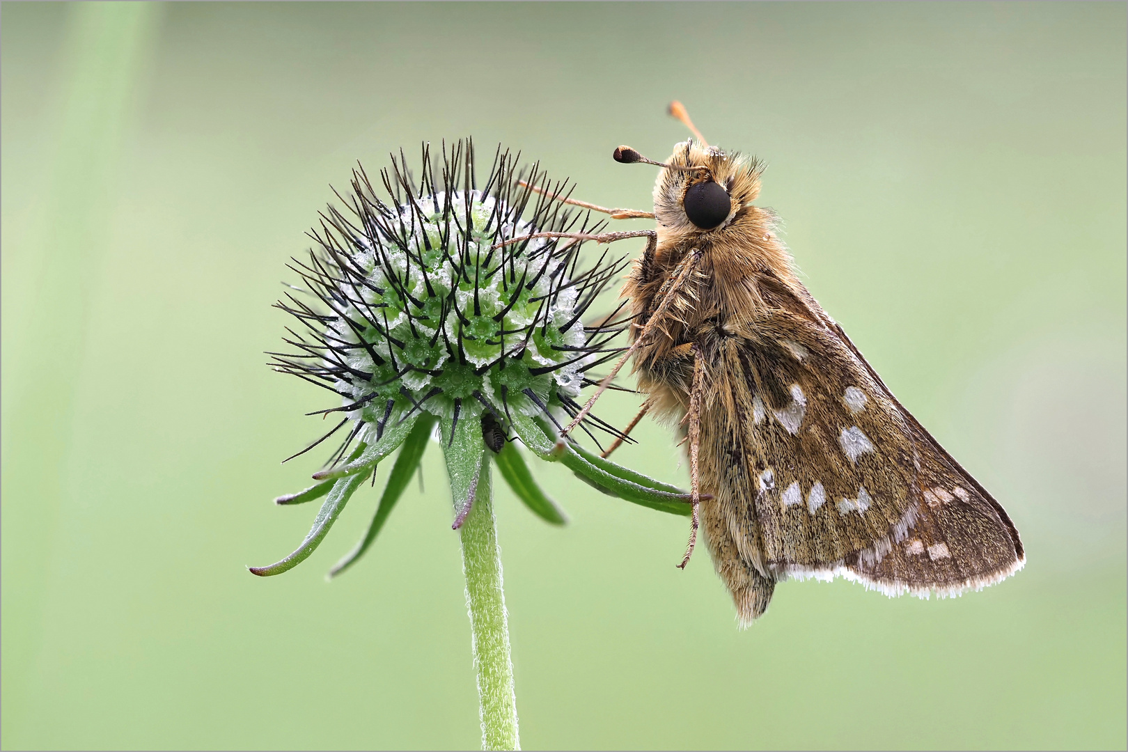 Hesperia Comma