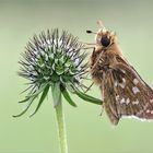 Hesperia Comma