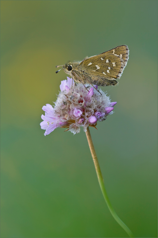 Hesperia comma