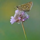 Hesperia comma