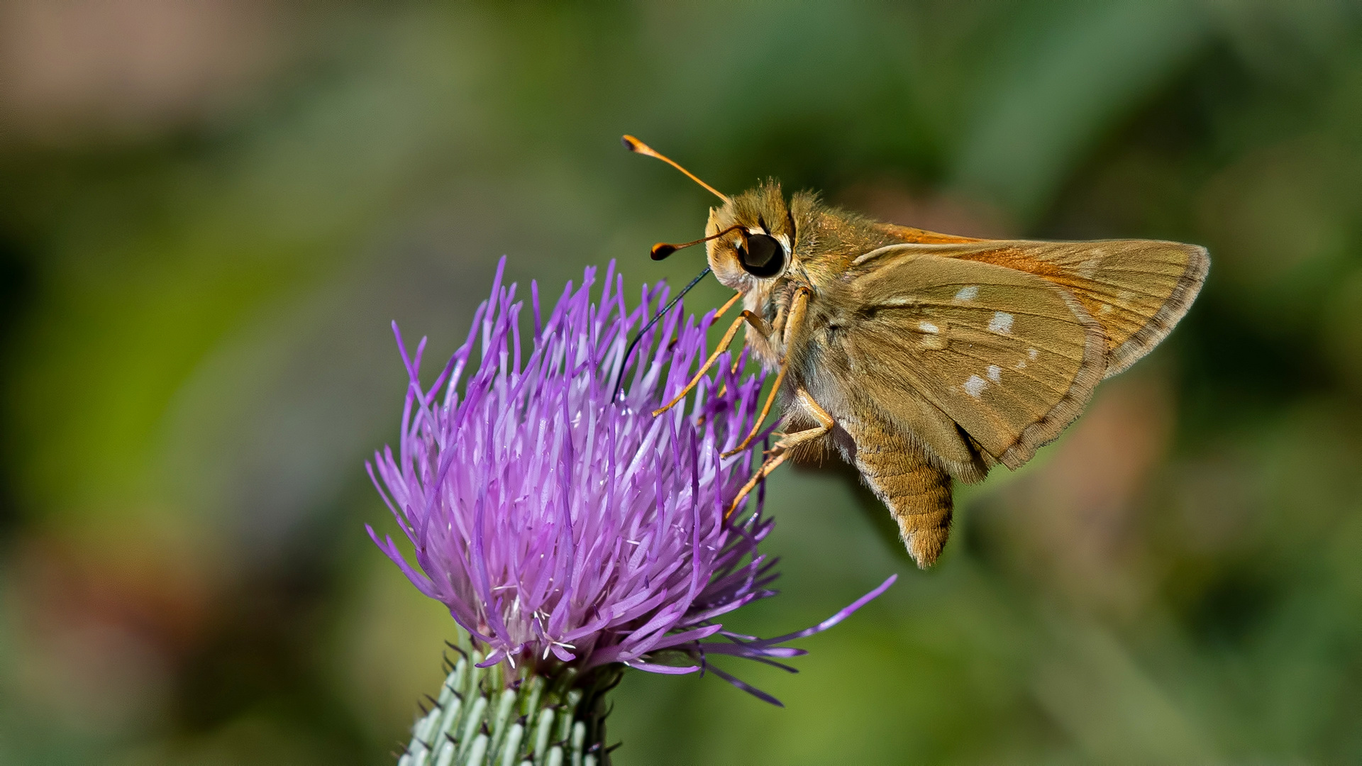 Hesperia comma