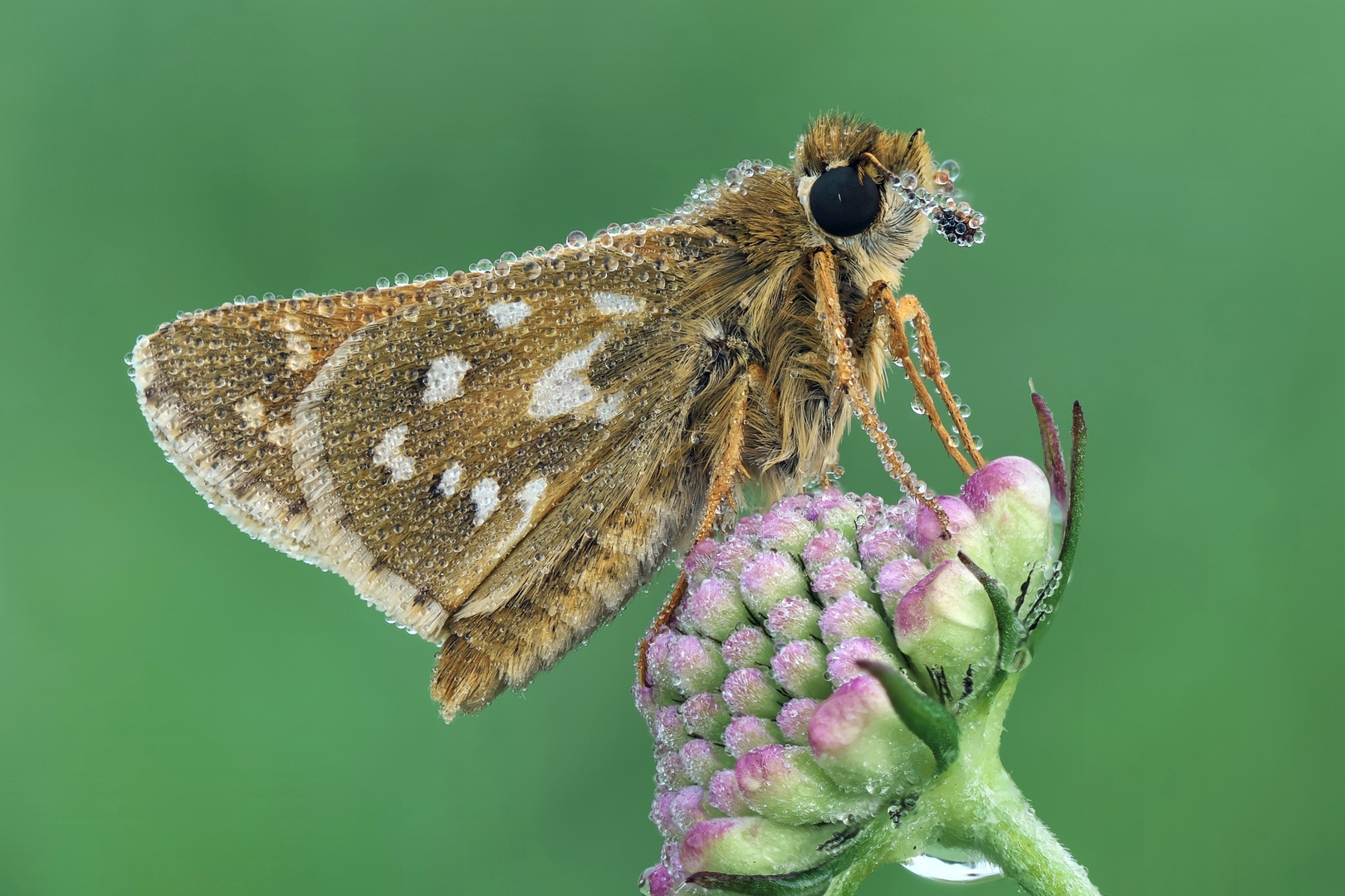 Hesperia comma