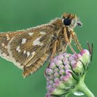 Hesperia comma