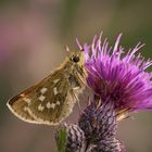 hesperia comma