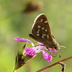 Hesperia comma- Komma Dickkopffalter 