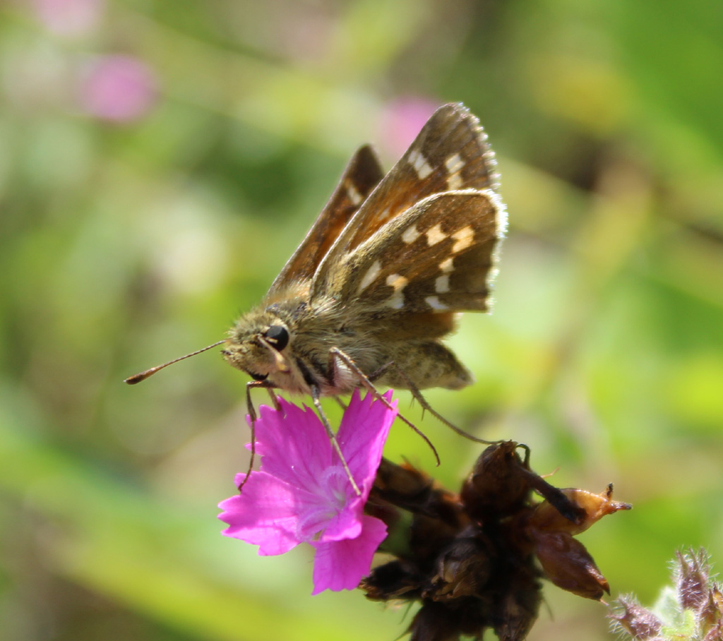 Hesperia comma- Komma Dickkopffalter 