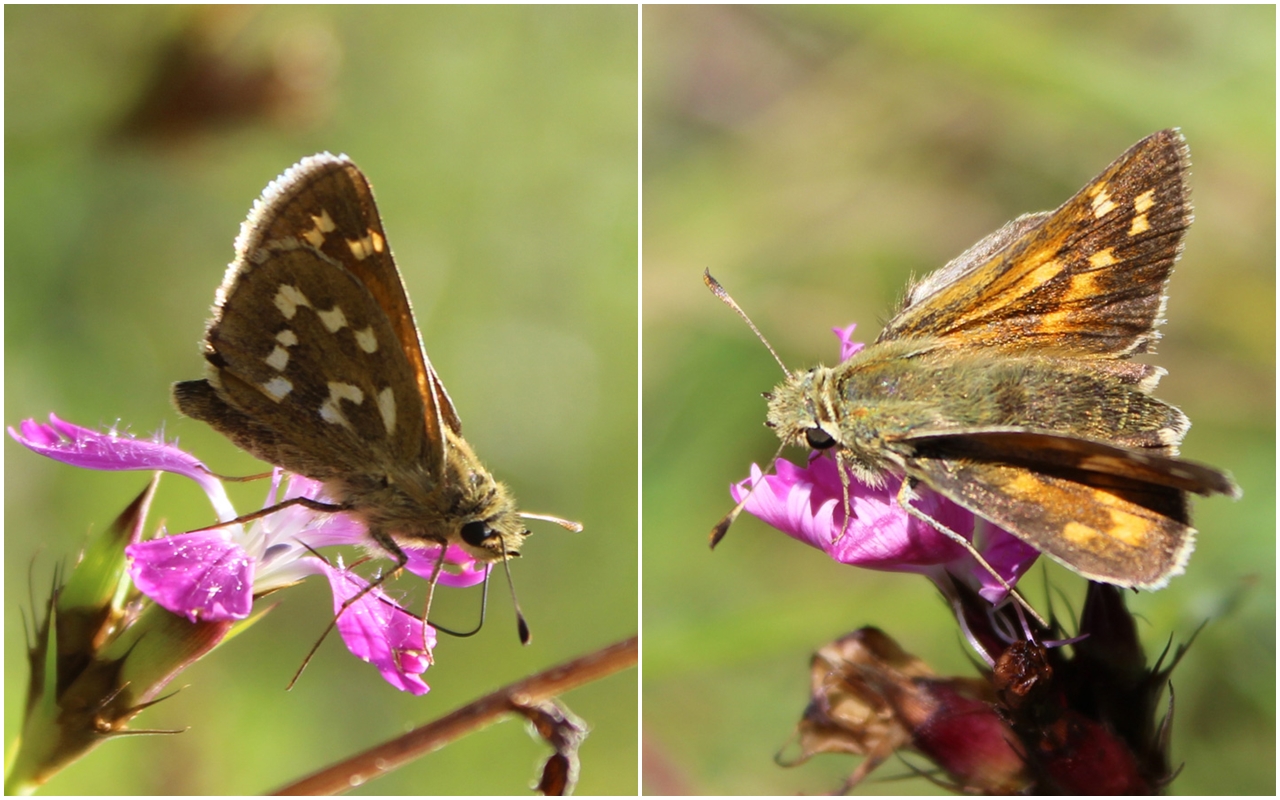 Hesperia comma- Komma Dickkopffalter 