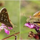 Hesperia comma- Komma Dickkopffalter 