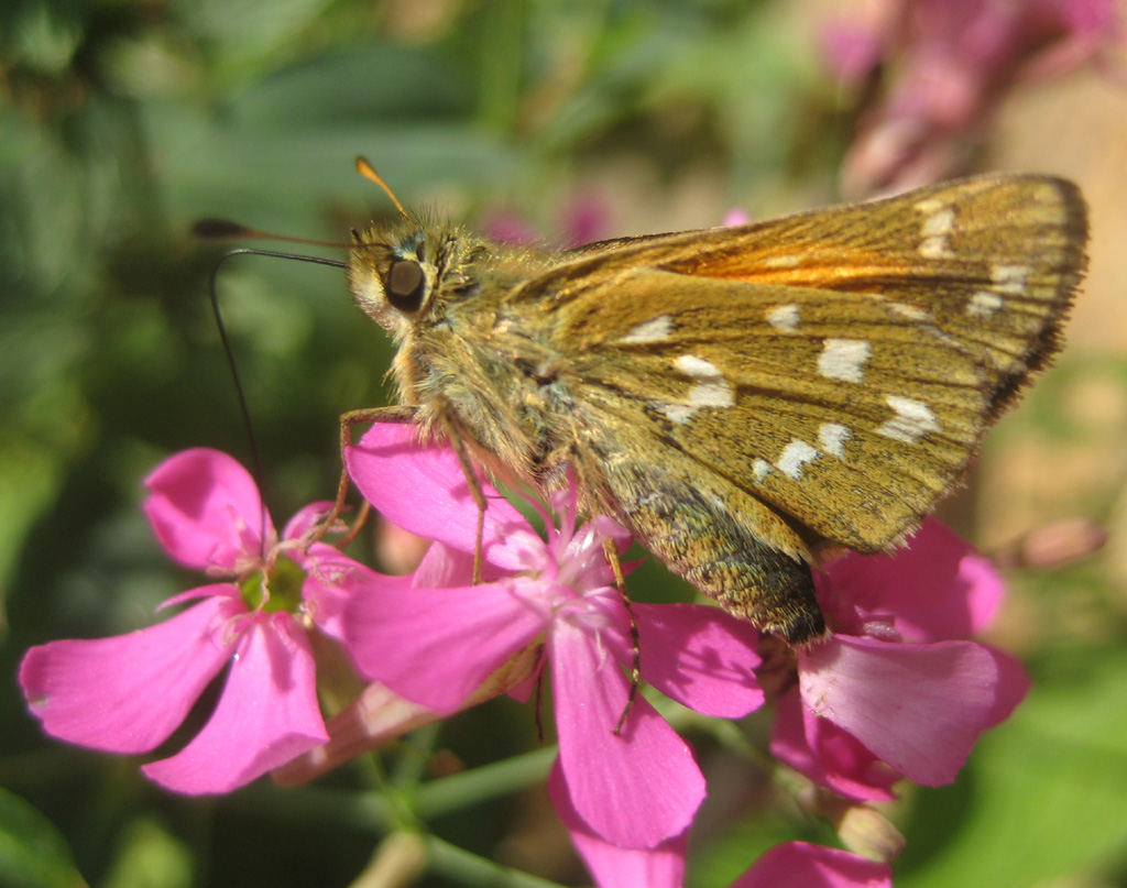 Hesperia comma- Kommafalter