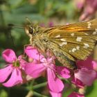 Hesperia comma- Kommafalter