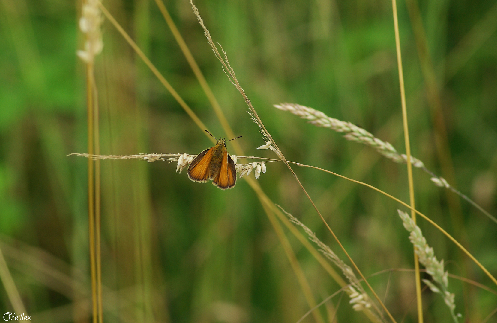 Hesperia comma (La Virgule)