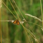 Hesperia comma (La Virgule)