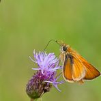 Hesperia Comma#2