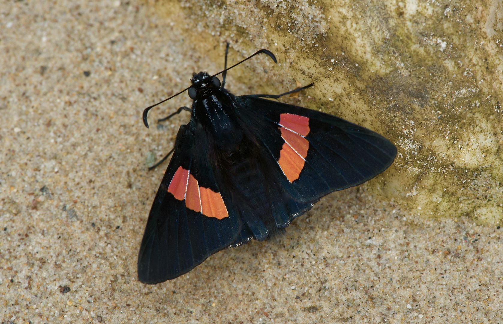 Hesperidae aus dem Bergregenwald von Peru 