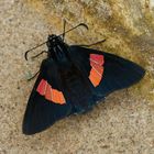 Hesperidae aus dem Bergregenwald von Peru 