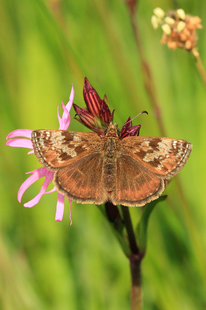 Hespérie de l'alcée sur Lychnis fleur de coucou