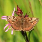 Hespérie de l'alcée sur Lychnis fleur de coucou