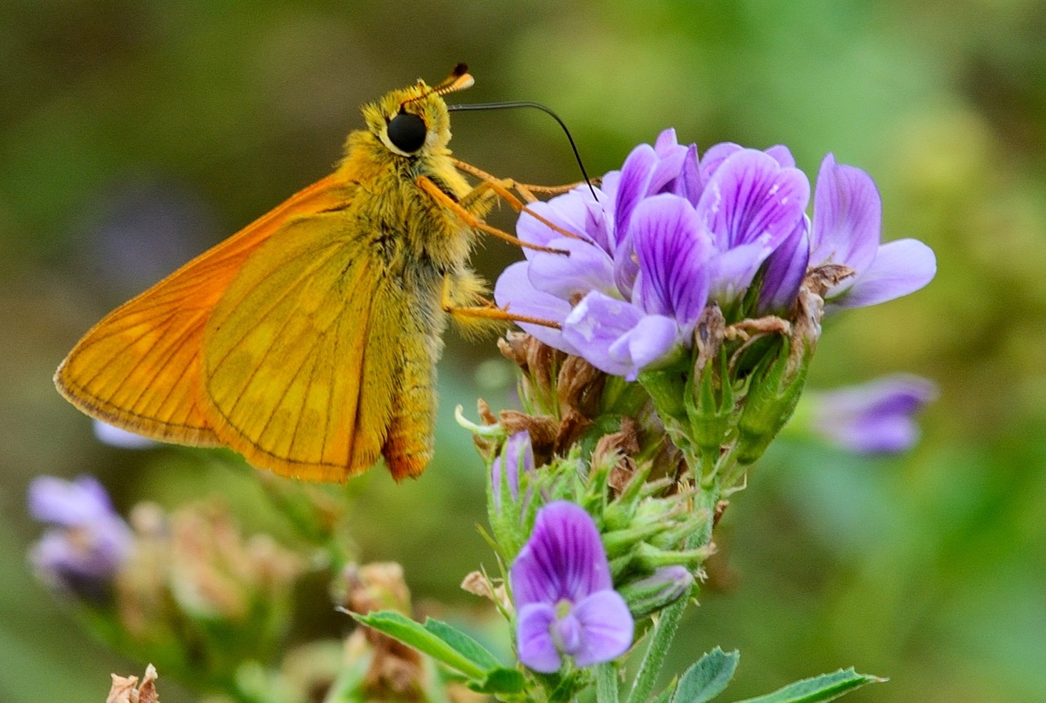 Hesperiidae