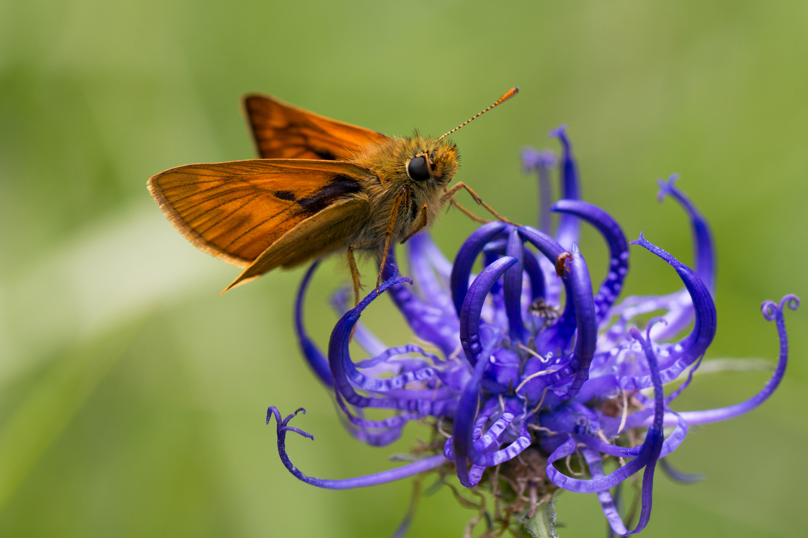 Hesperiidae