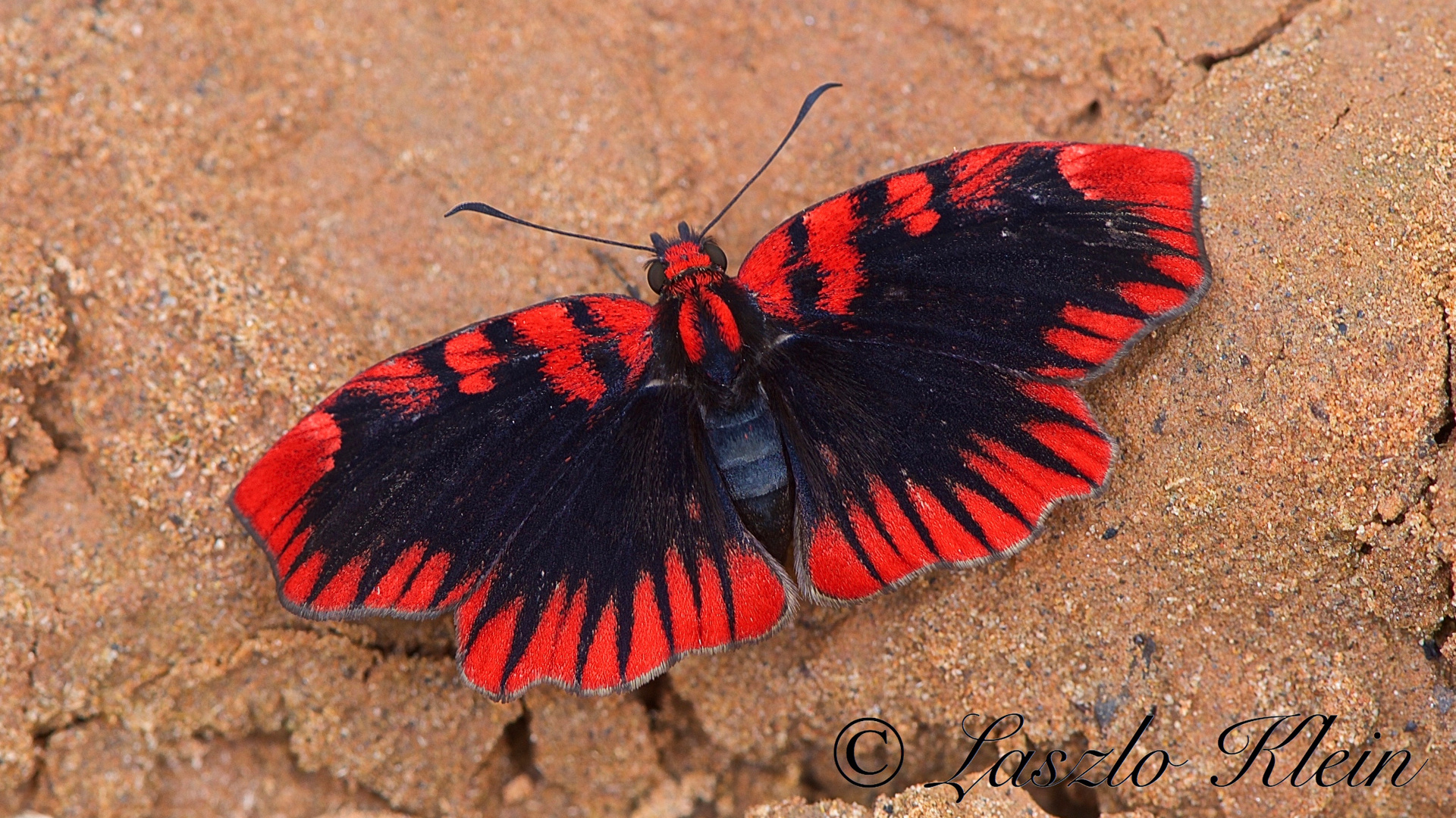 Hesperiidae , Blood-red Skipper  Haemactis sanguinalis