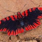 Hesperiidae , Blood-red Skipper  Haemactis sanguinalis