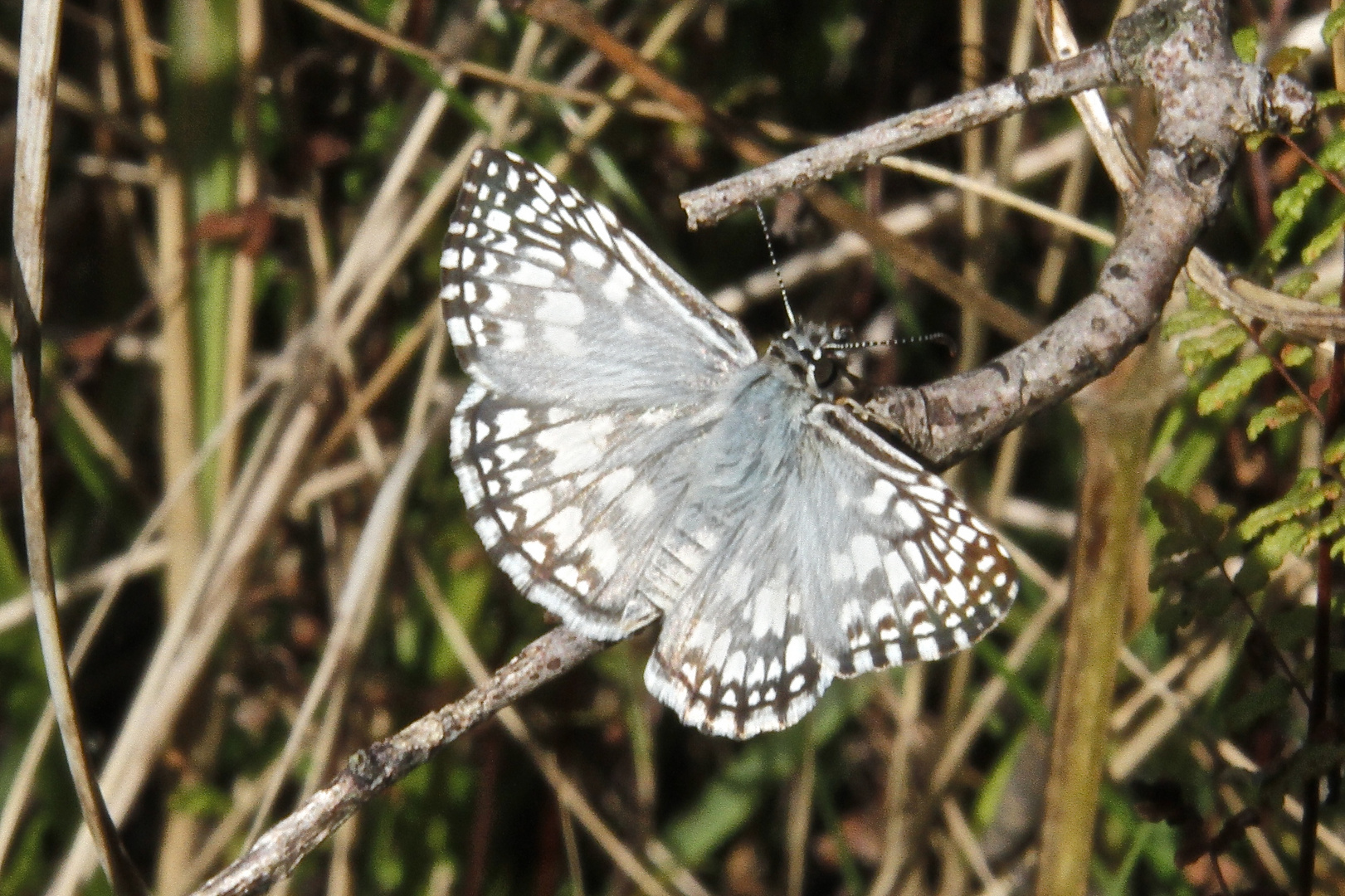 Hesperiidae, Pyrginae, Pyrgus orcus, Männchen