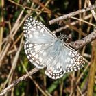 Hesperiidae, Pyrginae, Pyrgus orcus, Männchen