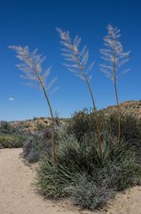 Hesperoyucca whipplei