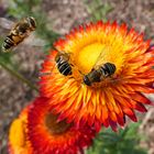Hessenpark: Schwebfliegen – Besuch an den Strohblumen im Bauerngarten