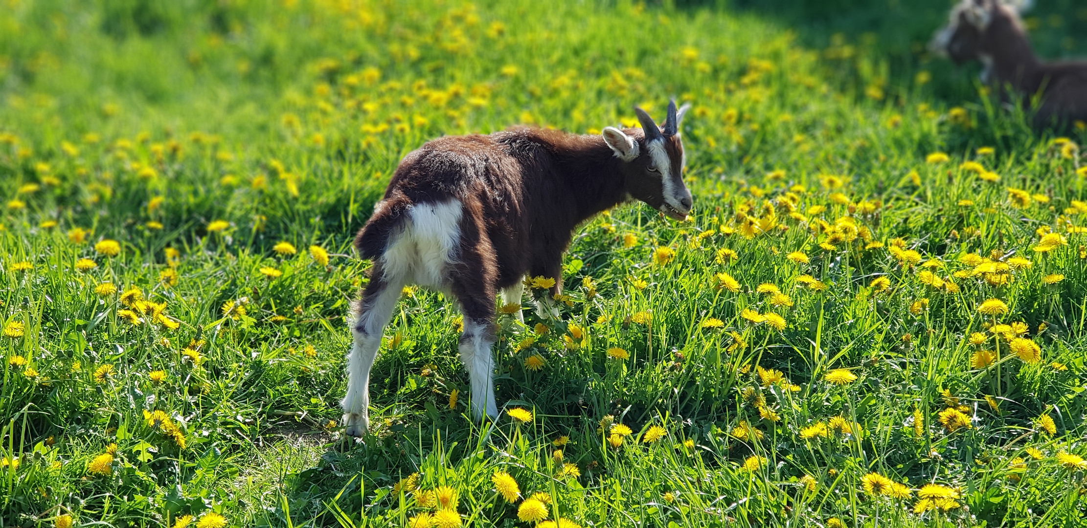 hessen_park_eine kleine ziege