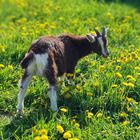 hessen_park_eine kleine ziege