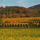 Hessische Bergstraße im Herbstkleid