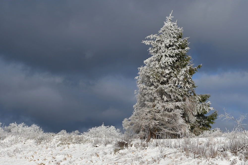 Hessische Rhön: Wasserkuppe – Schneefichte