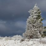 Hessische Rhön: Wasserkuppe – Schneefichte