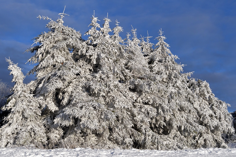 Hessische Rhön: Wasserkuppe – Schneefichten