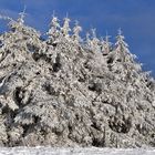 Hessische Rhön: Wasserkuppe – Schneefichten