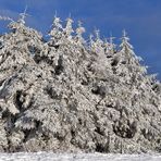 Hessische Rhön: Wasserkuppe – Schneefichten