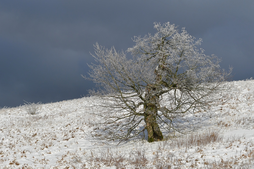 Hessische Rhön: Wasserkuppe – Schneeweide zwischen Himmel und Erde