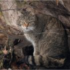 HESSISCHE WILDKATZE (3)