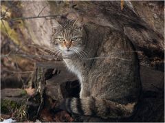 HESSISCHE WILDKATZE (3)