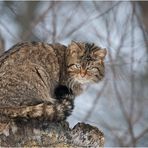 HESSISCHE WILDKATZE (4)