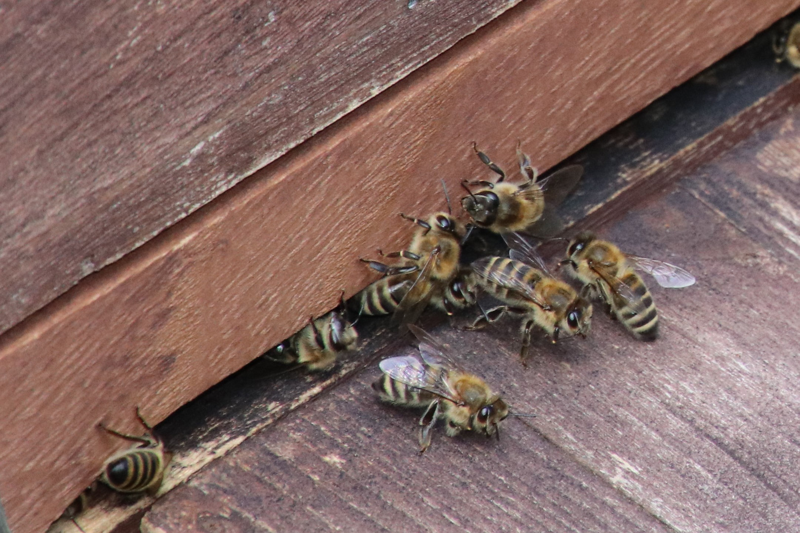 Hessischer Bienenfleiß