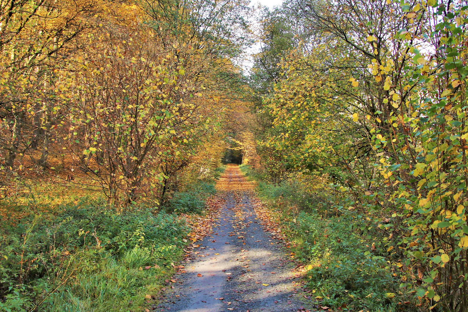 Hessischer Herbst